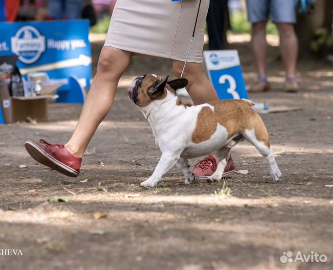 Вязка Французский бульдог кобель