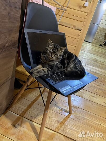 Шотландский кот вязка