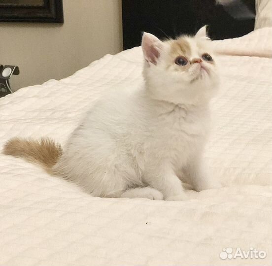 Экзотические котята