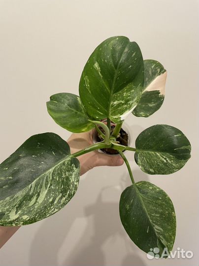 Филодендроны