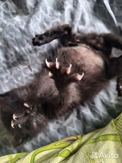 Отдам котёнка