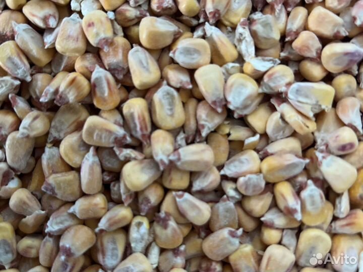 Пшеница ячмень