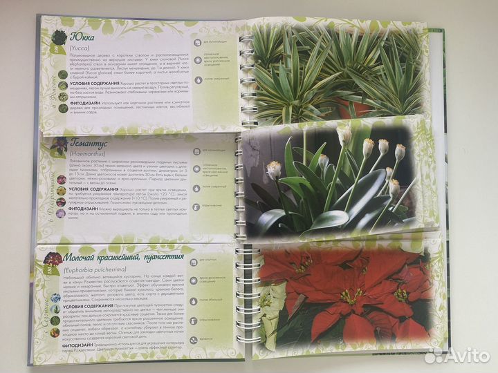 Книга «Лучшие комнатные цветы» авт. Волкова Е. А