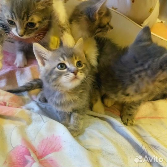 Котята сибирской кошки