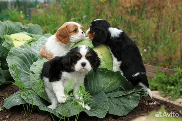 Кавалер Кинг чарльз спаниель