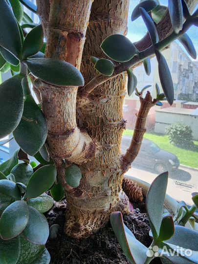 Толстянка, денежное дерево