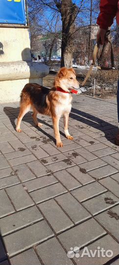 Щенок девочка