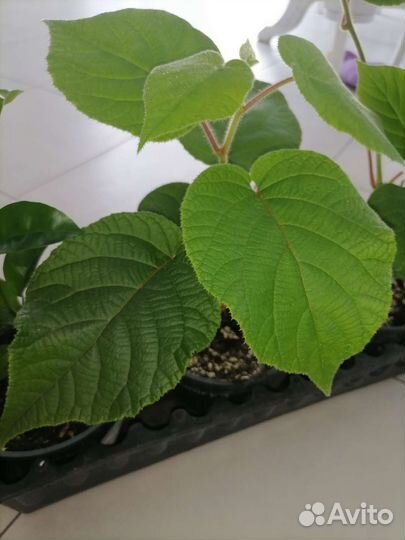 Саженцы киви