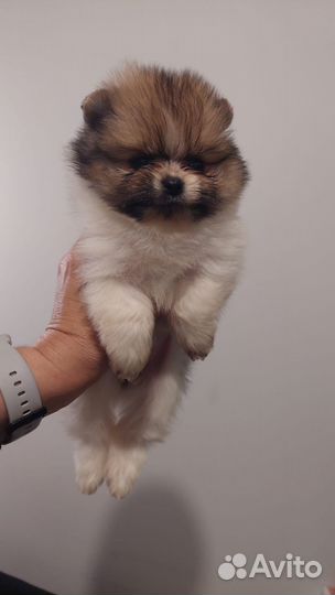 Щенки шпица