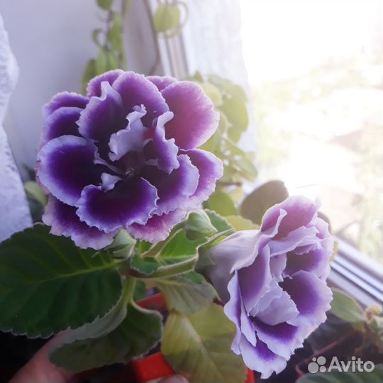 Красавица Глоксиния махровая