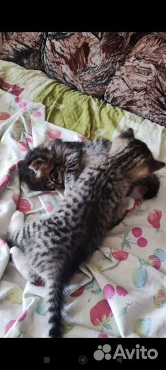 Котята метисы мейн- кун и бенгальские