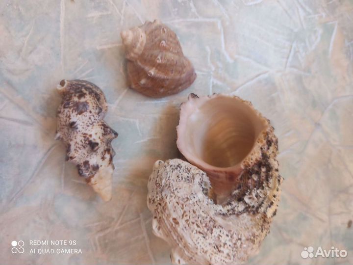 Ракушки 3 шт