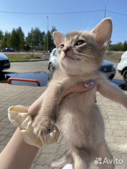 Абиссинская кошка