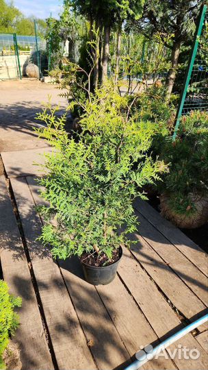 Туя брабант