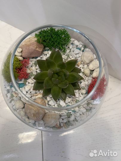 Флорариум суккуленты. Растения в стекле
