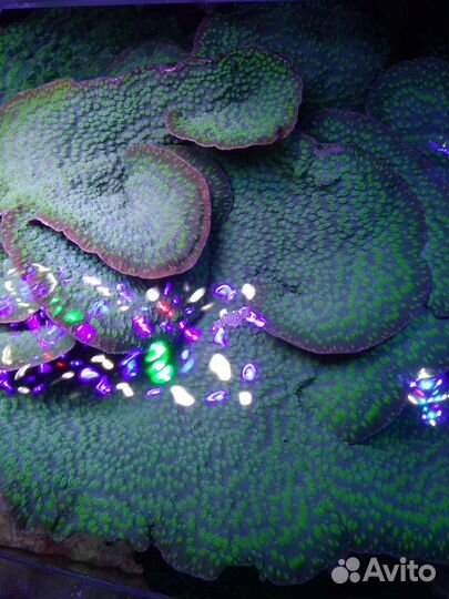 Морской коралл