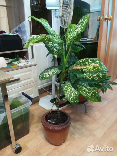 Диффенбахия