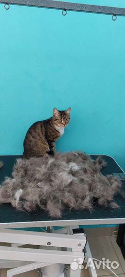 Стрижка кошек и котов
