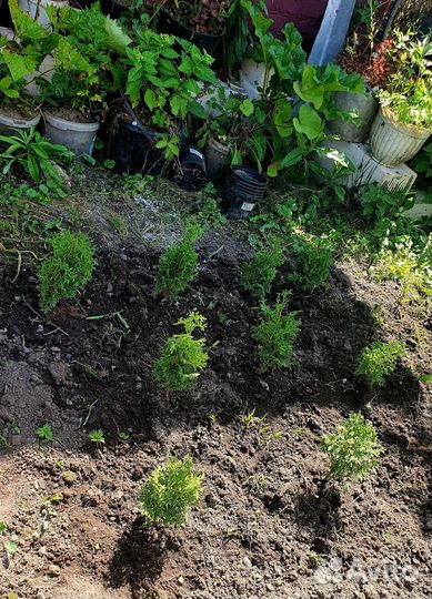 Туя Брабант