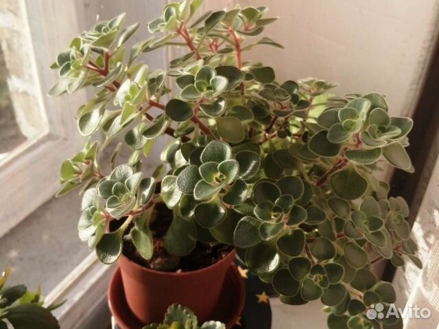 Молочай, хлорофитум, аихризон, доктор купить в Санкт-Петербурге ...