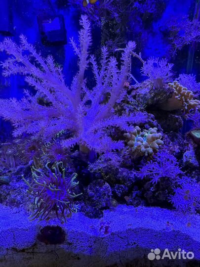 Морской аквариум 30 литров