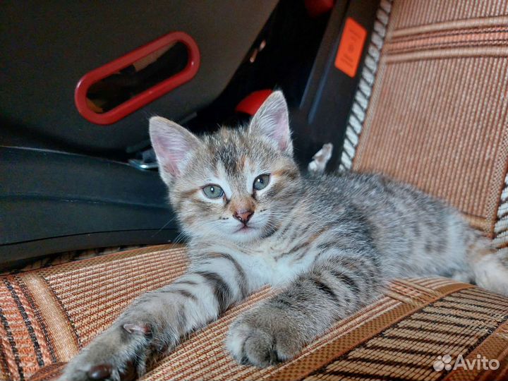 Два коненка-девочки 1.5 мес. бесплатно