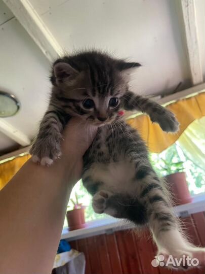 Котята в добрые руки бесплатно мальчик