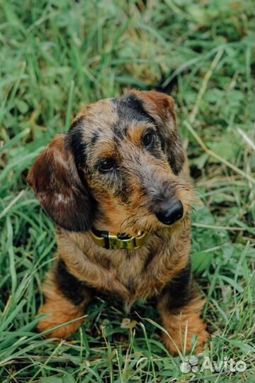 Миниатюрный жëсткий такс