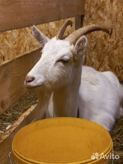 Козы и козел