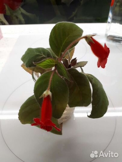 Домашние растения