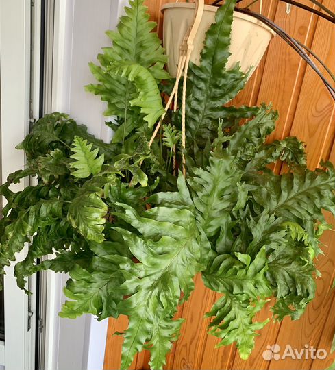 Папоротник флебодиум Николас Даймонд крестатный