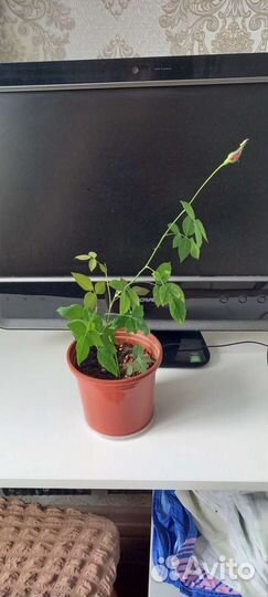 Роза Бенгальская