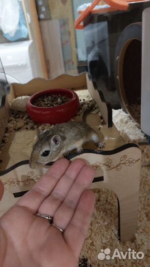 Мышка песчанка