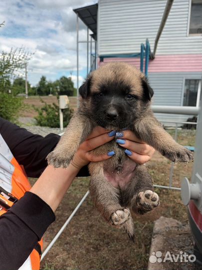 Щенки малыши