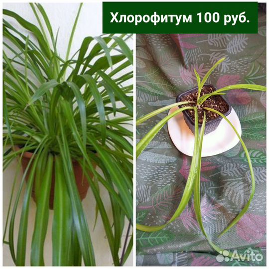 Хлорофитум