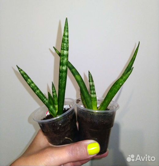 Сансевиерии разные в ассортименте