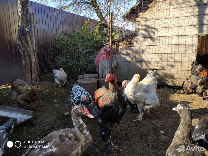 Продам птицу с личного хозяйства и инкубационные я