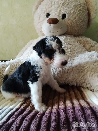 Щенки фокстерьера