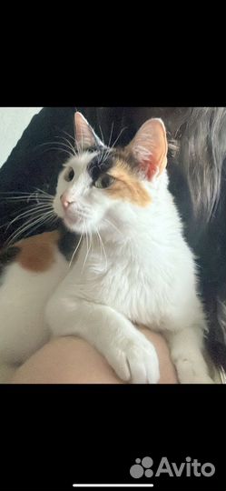 Кошка бесплатно