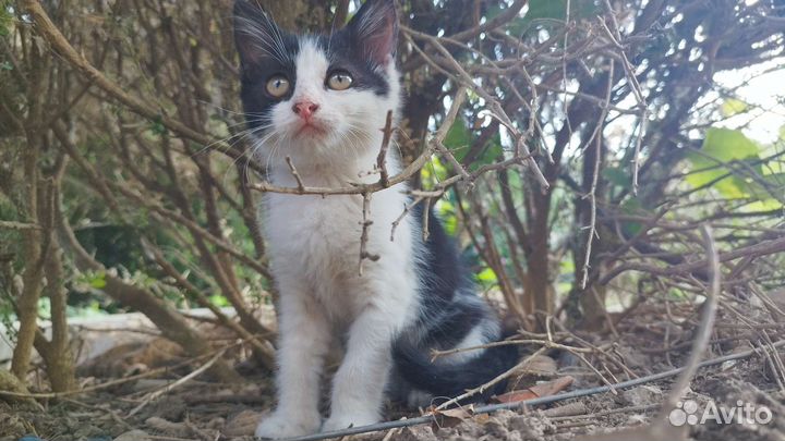 Отдам котят в добрые руки
