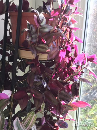 Традесканция,каллизия разных сортов