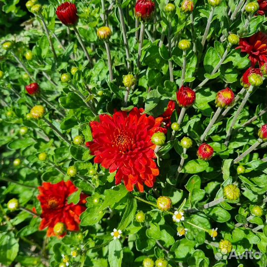 Хризантем мультифлора