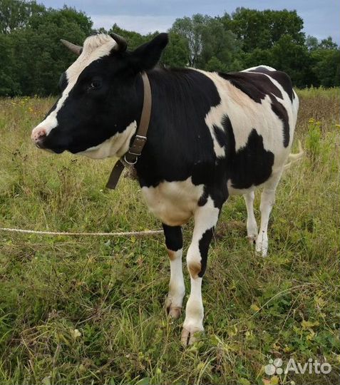 Продам коров