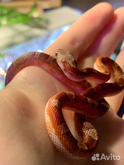 Маисовый полоз bloodred pied sided het anery