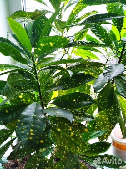 Кротон Золотое дерево(золотая пыль)