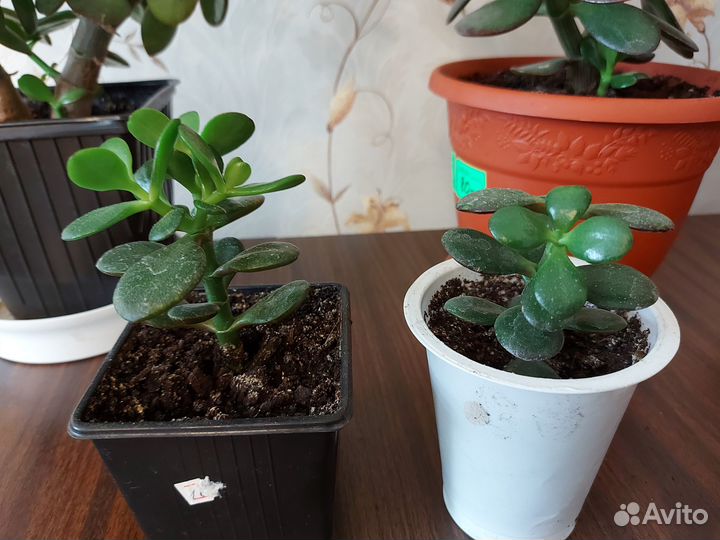 Крассула Денежное дерево