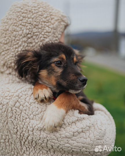 Собака в добрые руки