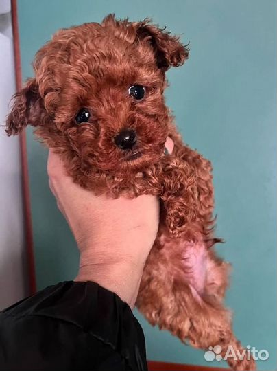 Щенки той-пуделя