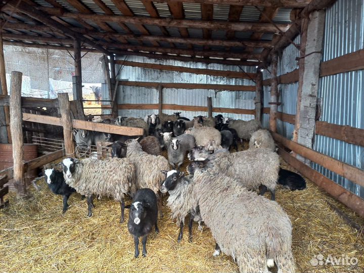 Продажа овец