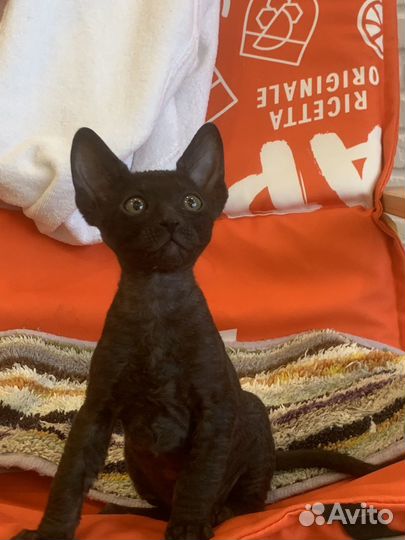 Корниш рекс